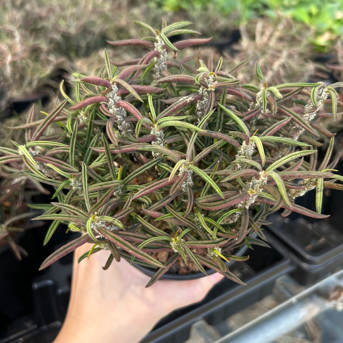 Euphorbia cylindrifolia-Euphorbia-W5-10cm&W10-15cm-image-11