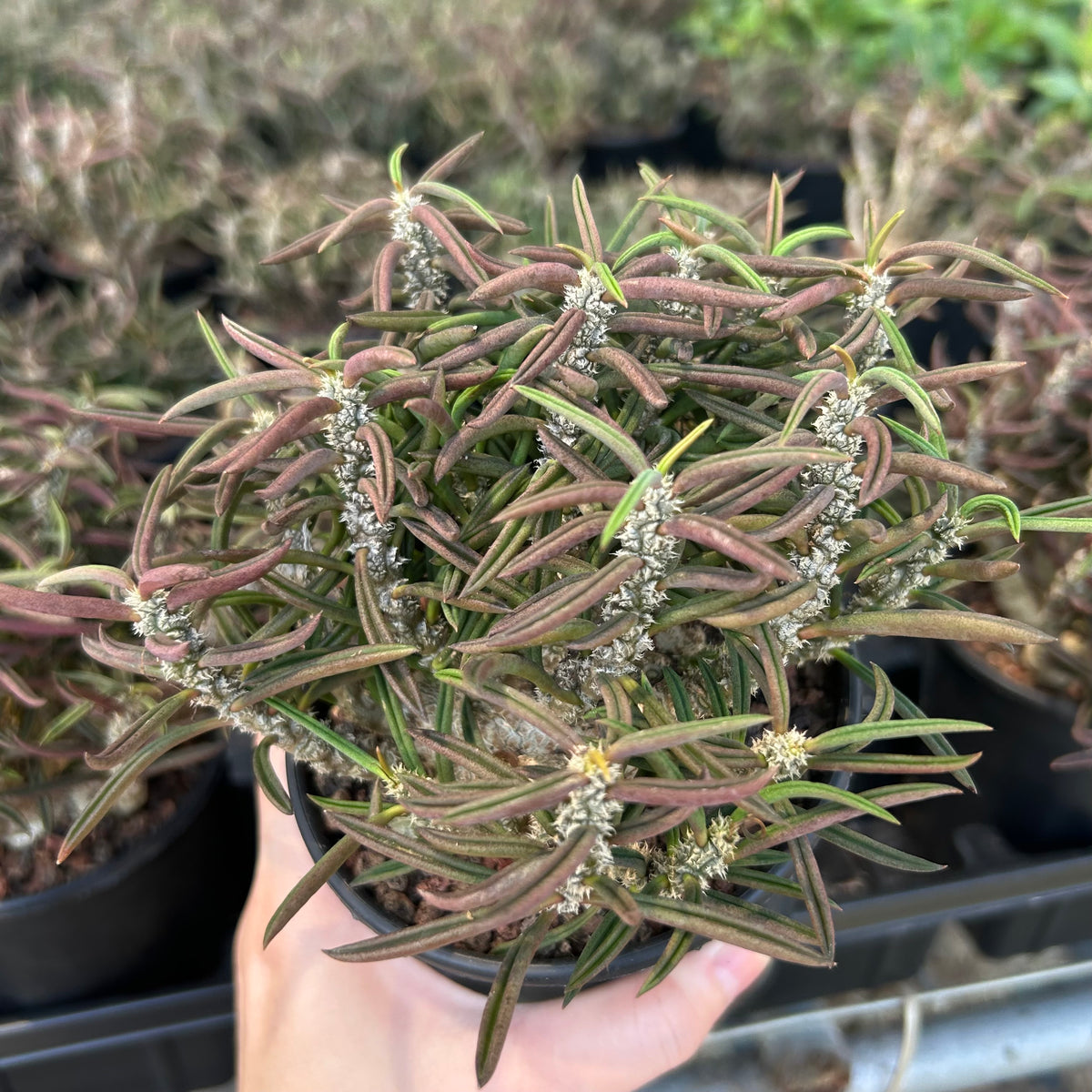 Euphorbia cylindrifolia-Euphorbia-W5-10cm&W10-15cm-image-12
