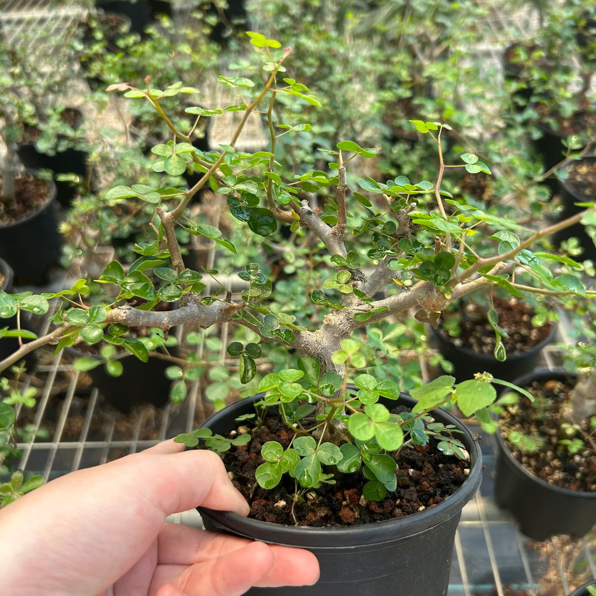 Commiphora sinuata-Burseraceae-H10-15cm-image-1
