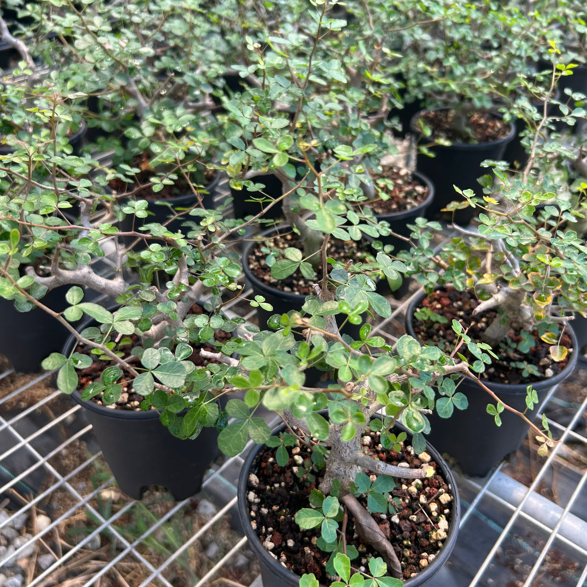 Commiphora sinuata-Burseraceae-H10-15cm-image-5