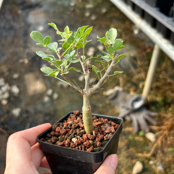 Commiphora mollis — plant photograph 2