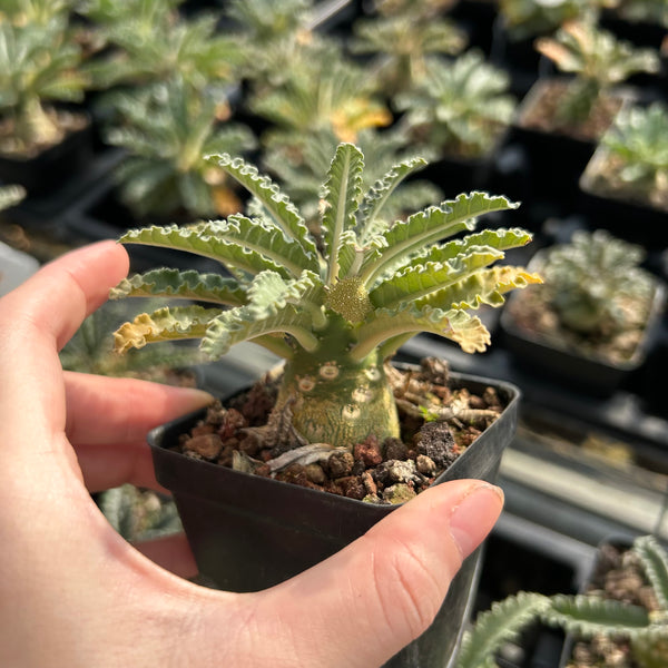 Dorstenia lavrani — plant photograph 2