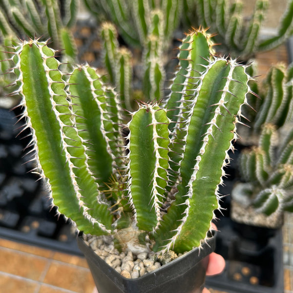 Euphorbia mlanjeana