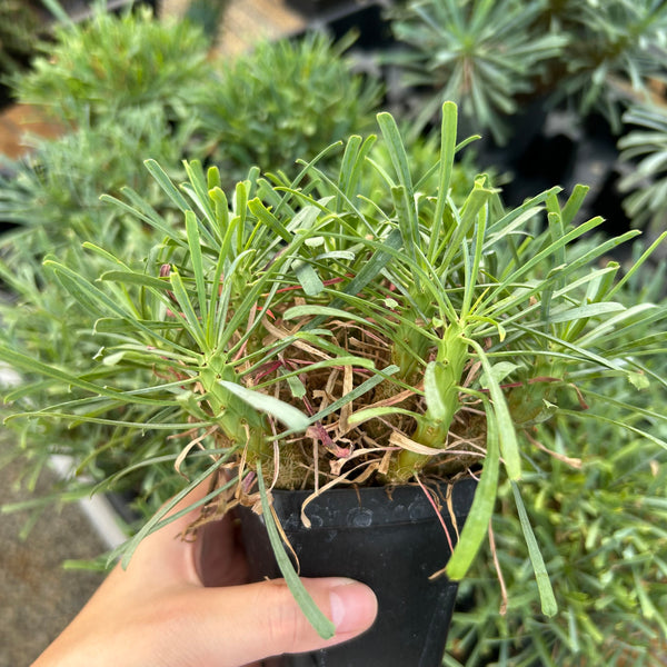 Euphorbia multifolia