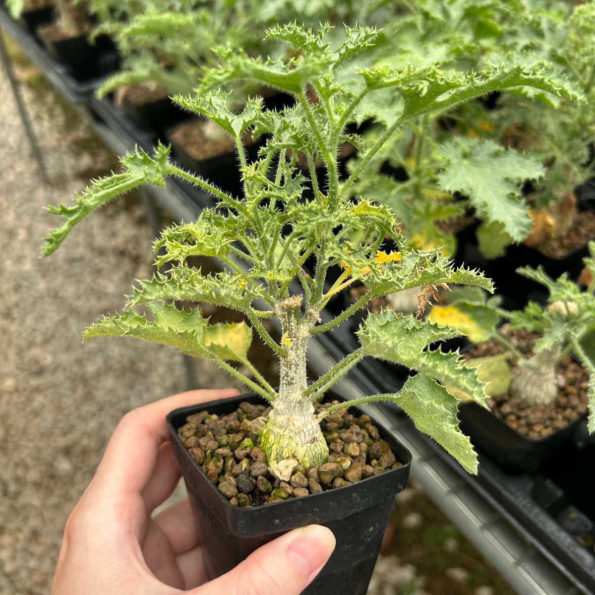 Dendrosicyos socotranus-Dendrosicyos-W2.5-3cm-image-2