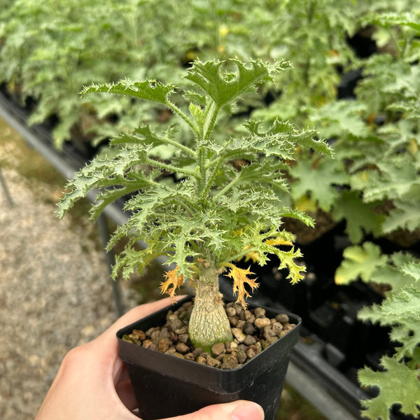 Dendrosicyos socotranus-Dendrosicyos-W2.5-3cm-image-1
