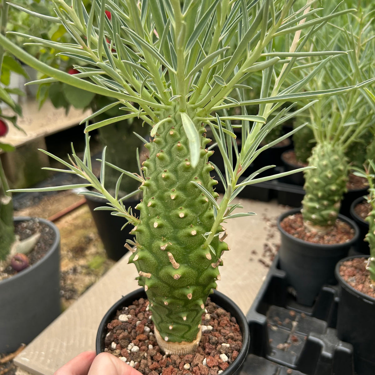 Euphorbia monteiroi | Angola form-Euphorbia-W5-6cm-image-7
