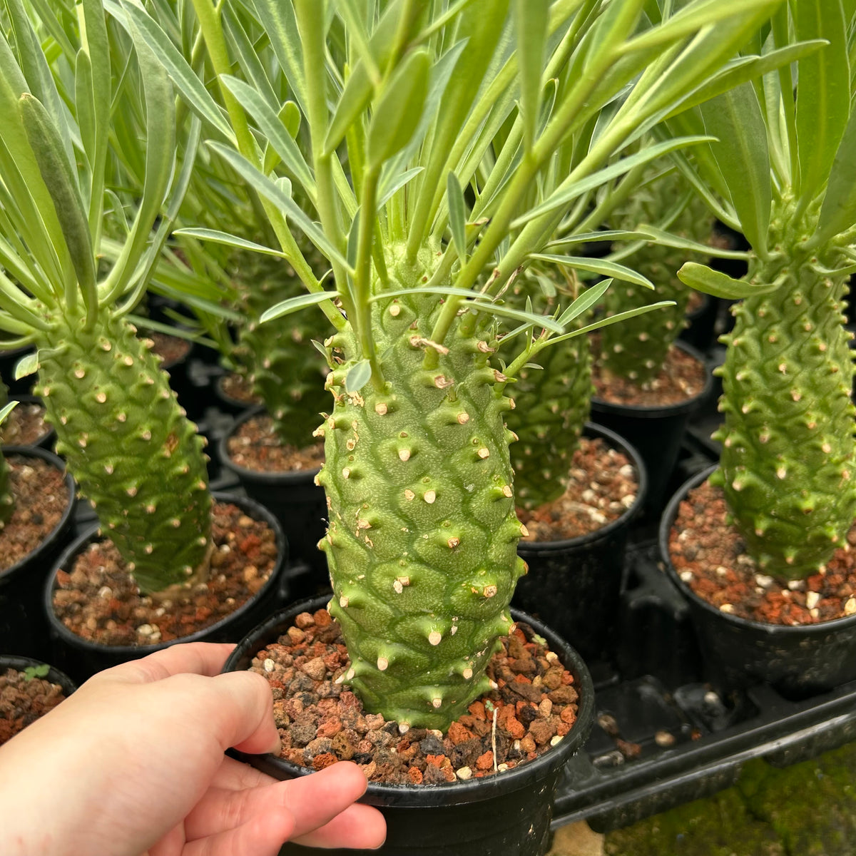 Euphorbia monteiroi | Angola form-Euphorbia-W5-6cm-image-6