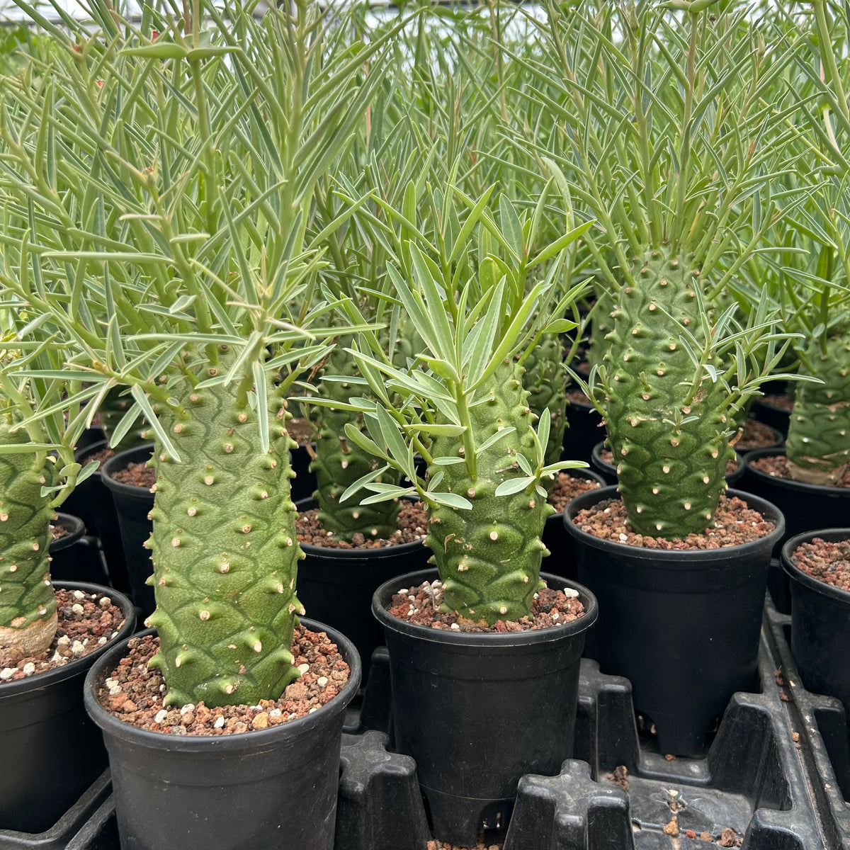 Euphorbia monteiroi | Angola form-Euphorbia-W5-6cm-image-10