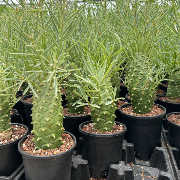 Euphorbia monteiroi ssp monteiroi Seeds — Euphorbia — 2026 seed listing — 1 Seed — image 2: plant specimen shown as a reference for this seed listing
