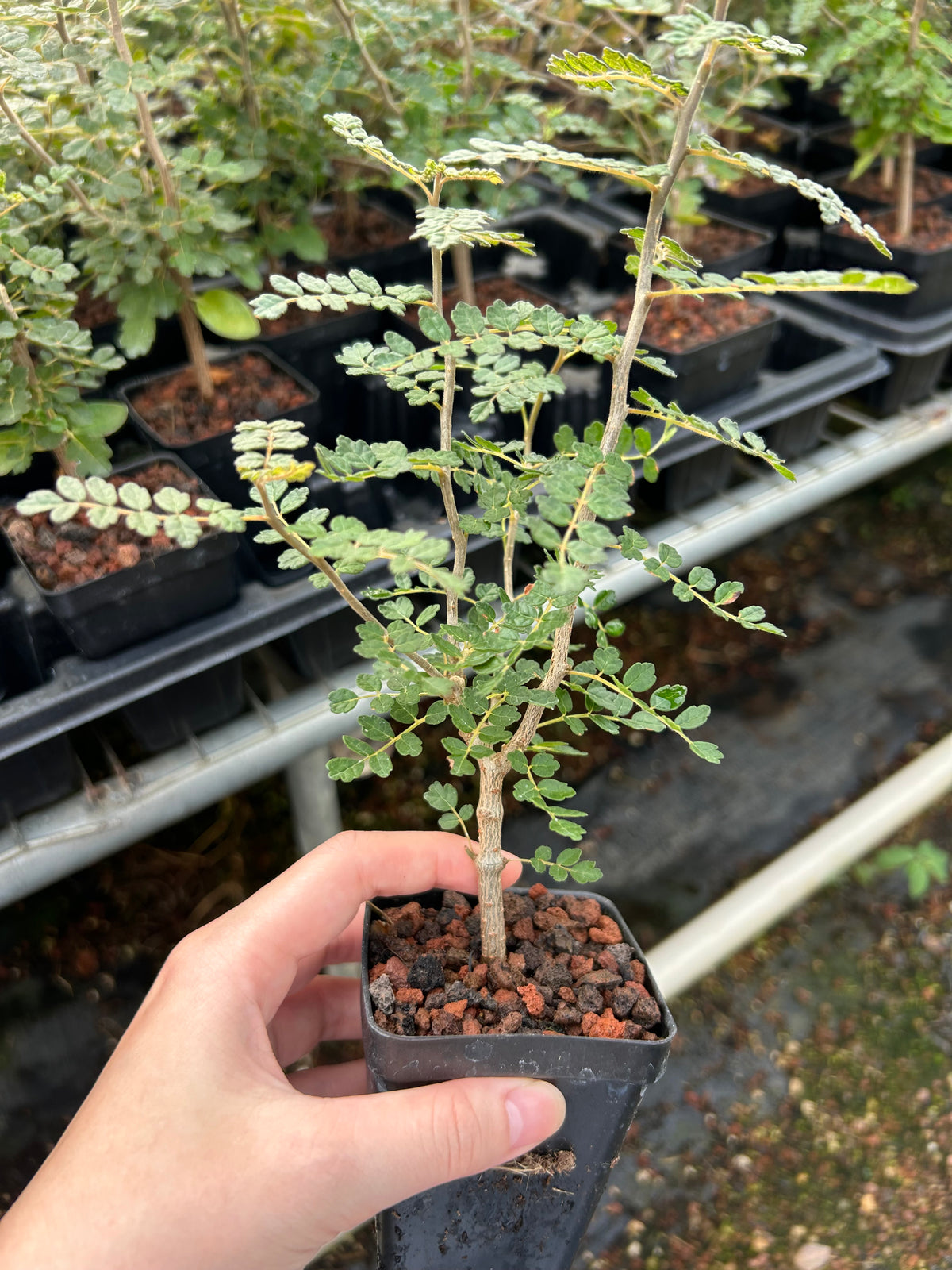 Commiphora planifrons-Burseraceae-W0.5cm-image-3