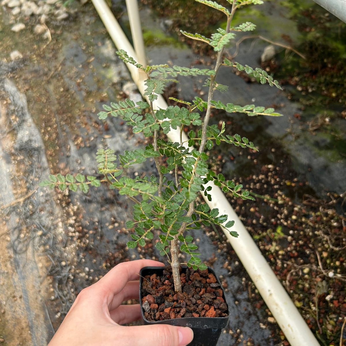 Commiphora planifrons-Burseraceae-W0.5cm-image-2