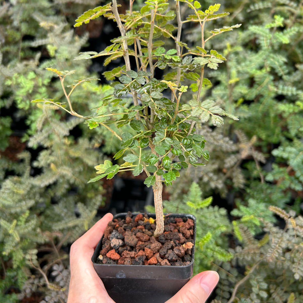 Commiphora planifrons-Burseraceae-W0.5cm-image-5