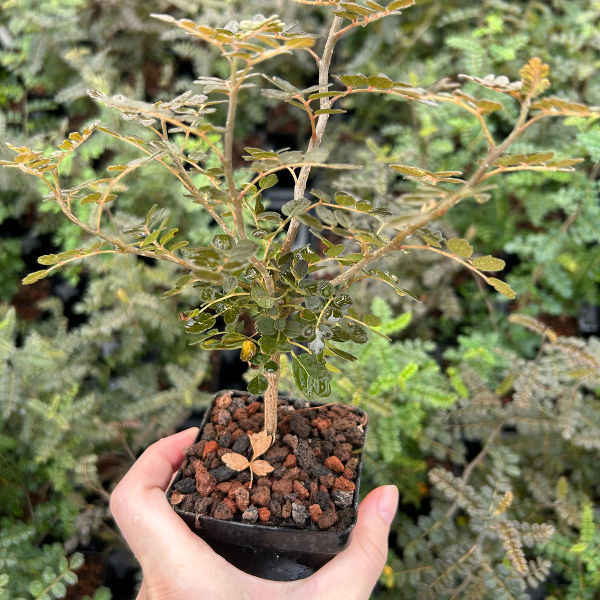 Commiphora planifrons-Burseraceae-W0.5cm-image-6