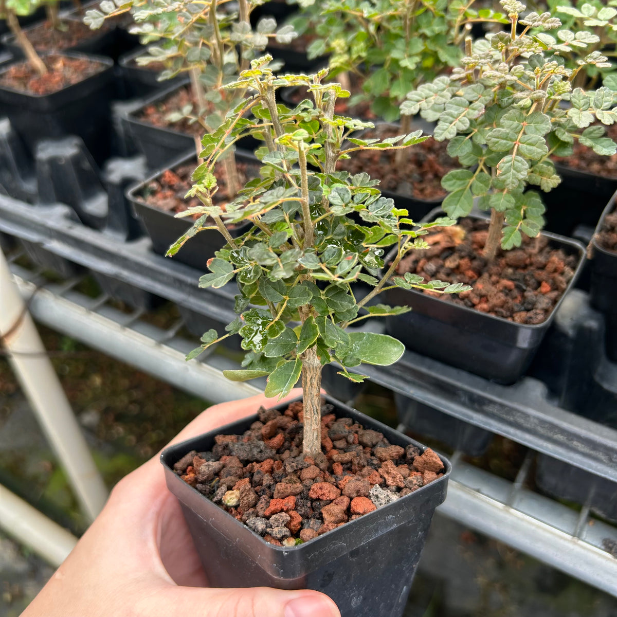 Commiphora planifrons-Burseraceae-W0.5cm-image-4