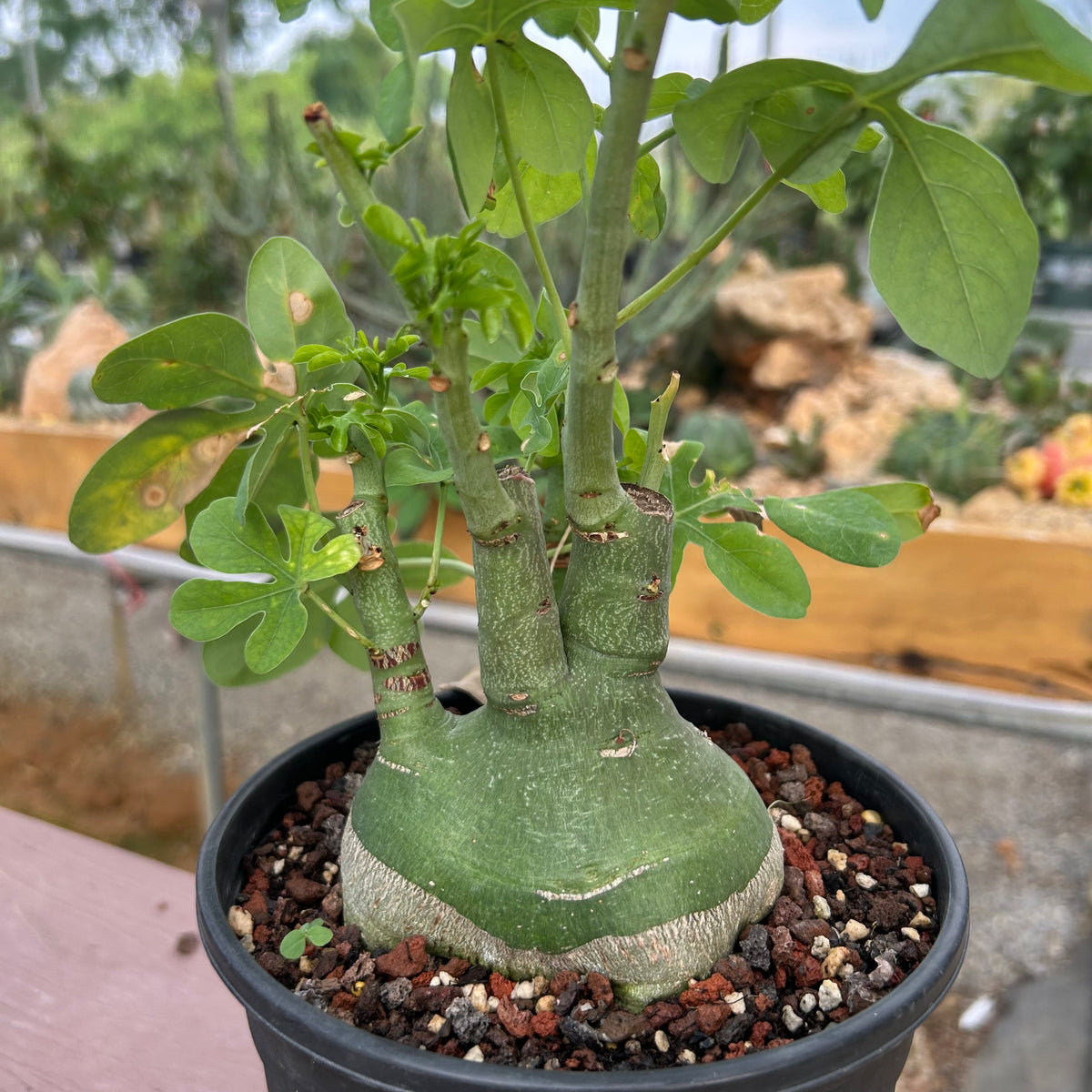 Adenia glauca-Adenia-W8-9cm-image-1