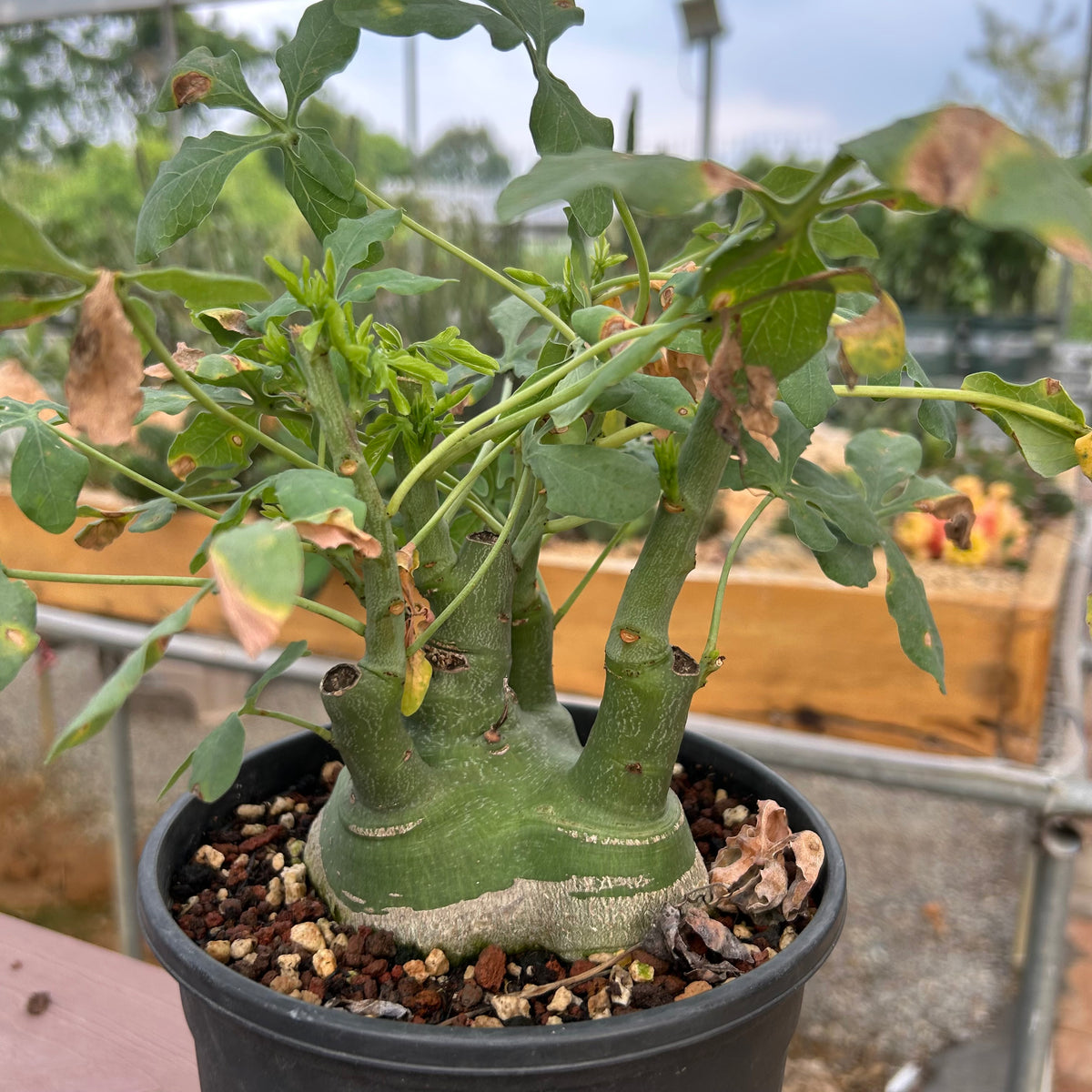 Adenia glauca-Adenia-W8-9cm-image-3