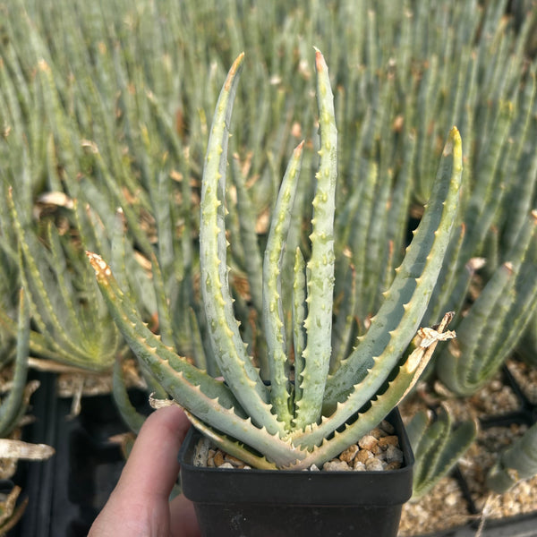 Aloe compressa var schistophil