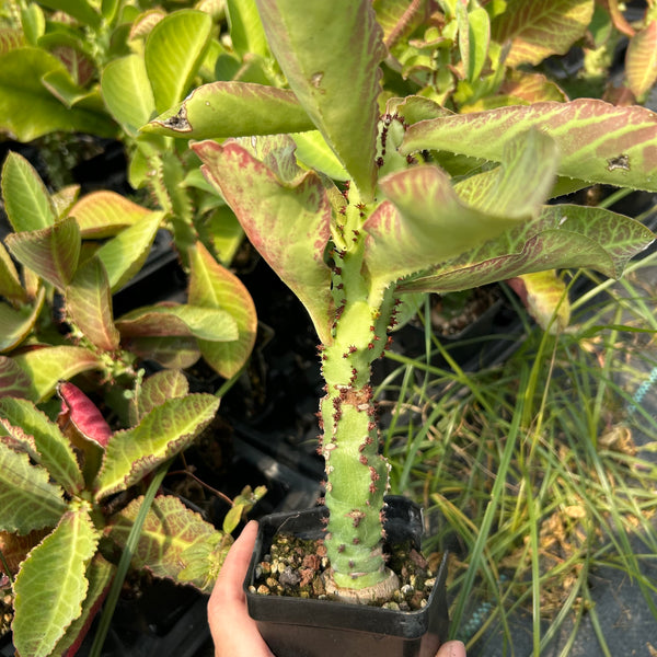 Euphorbia spectabilis / Monadenium spectabili