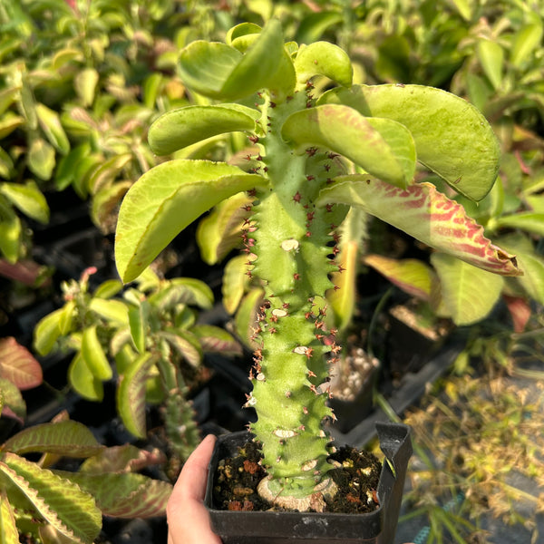 Euphorbia spectabilis / Monadenium spectabili