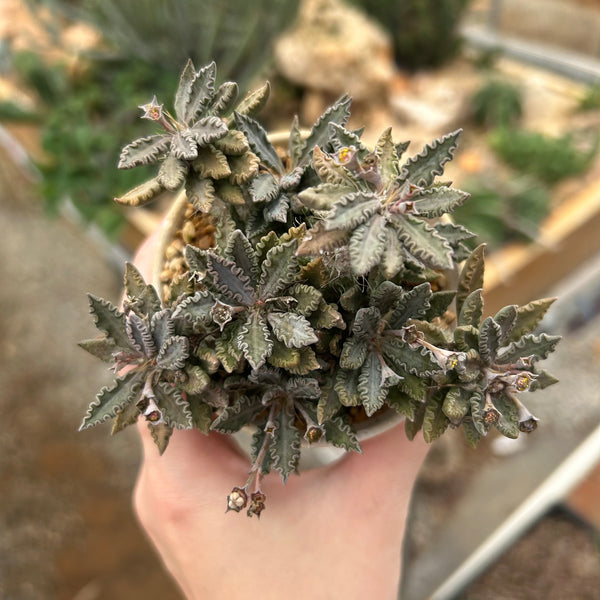 Euphorbia tulearensis-Euphorbia-image-1