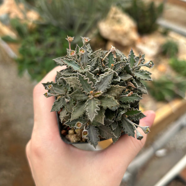 Euphorbia tulearensis-Euphorbia-image-33