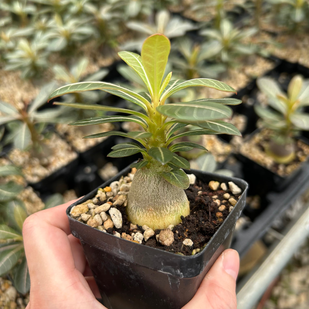 Adenium socotranum-Adenia-W2.5-3cm-image-3