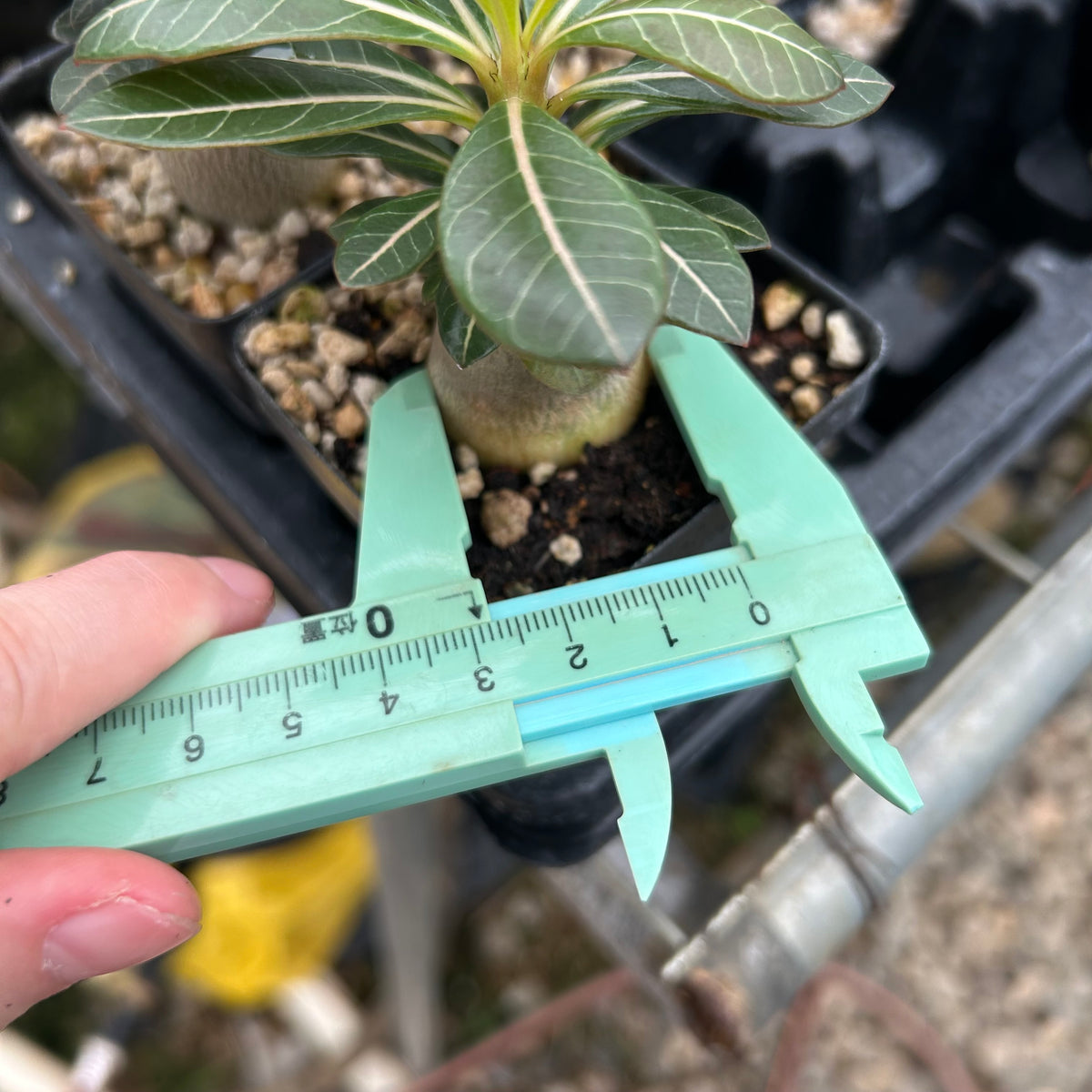 Adenium socotranum-Adenia-W2.5-3cm-image-5