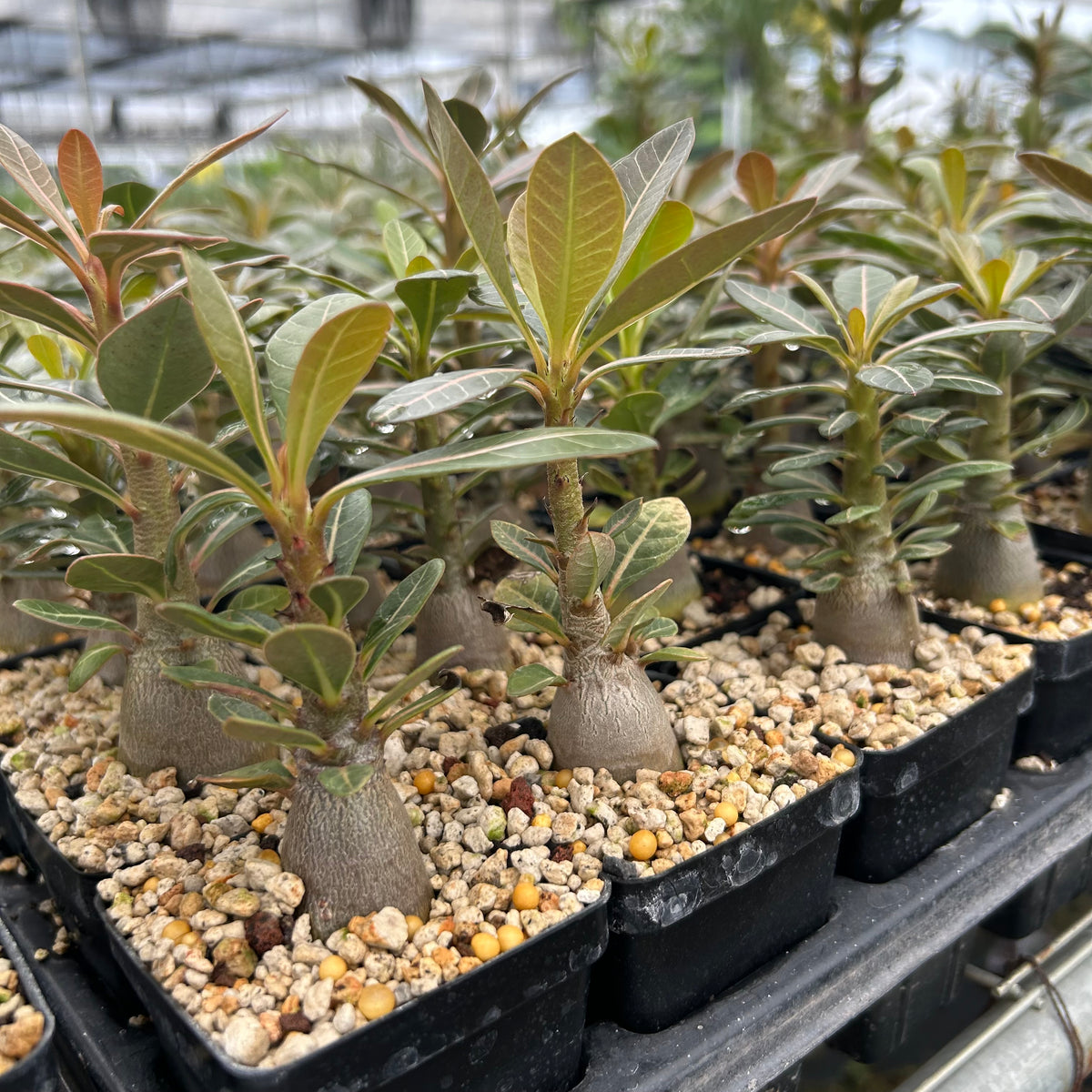 Adenium socotranum-Adenia-W2.5-3cm-image-6