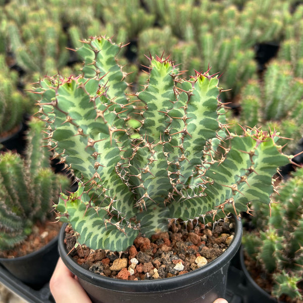 Euphorbia knobelii Seeds — Euphorbia — 2026 seed listing — 1 Seed — image 2: plant specimen shown as a reference for this seed listing