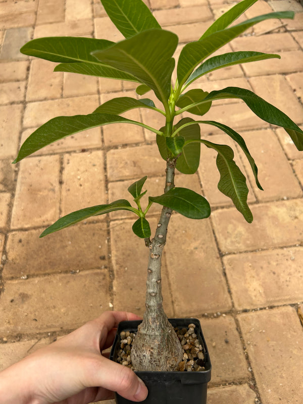 Pachypodium decaryi-Pachypodium-W1.5-2cm-image-12