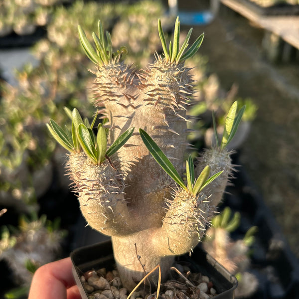 Pachypodium inopinatum