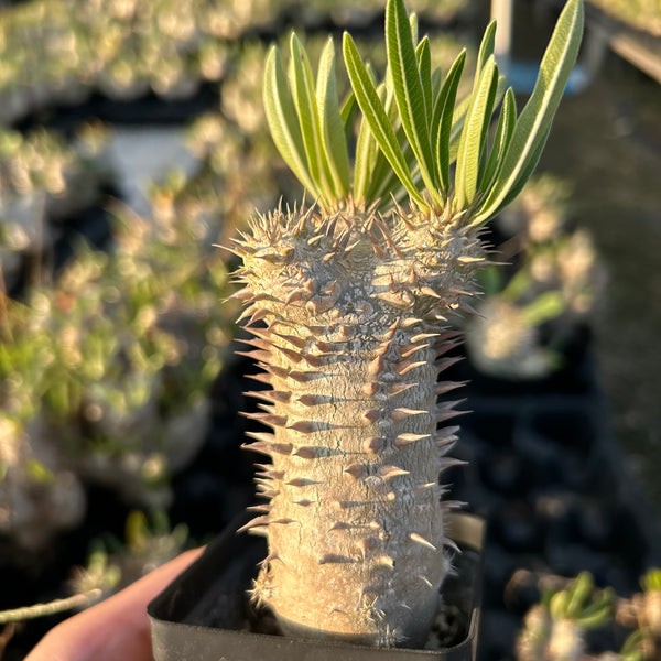 Pachypodium inopinatum