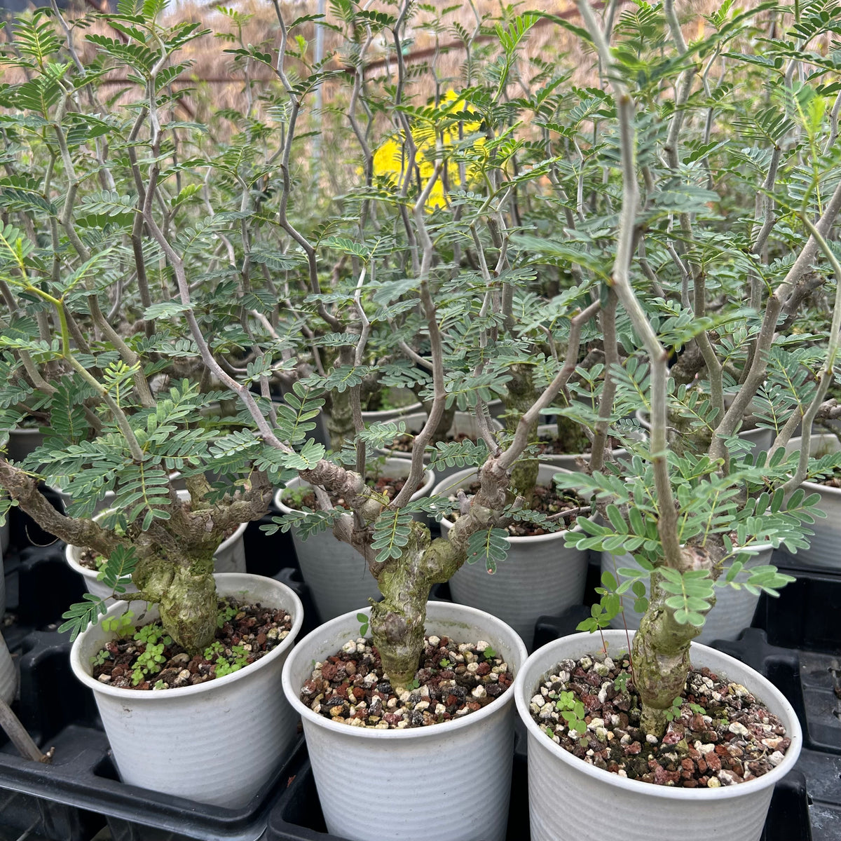 Senna meridionalis-Senna-H4-6cm&W8-10cm-image-11