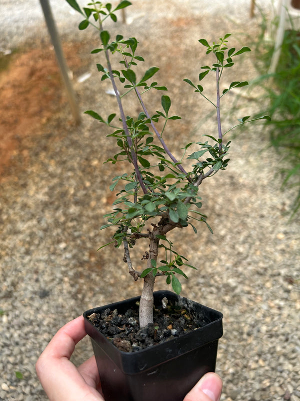 Commiphora kataf-Burseraceae-W0.5cm-image-5