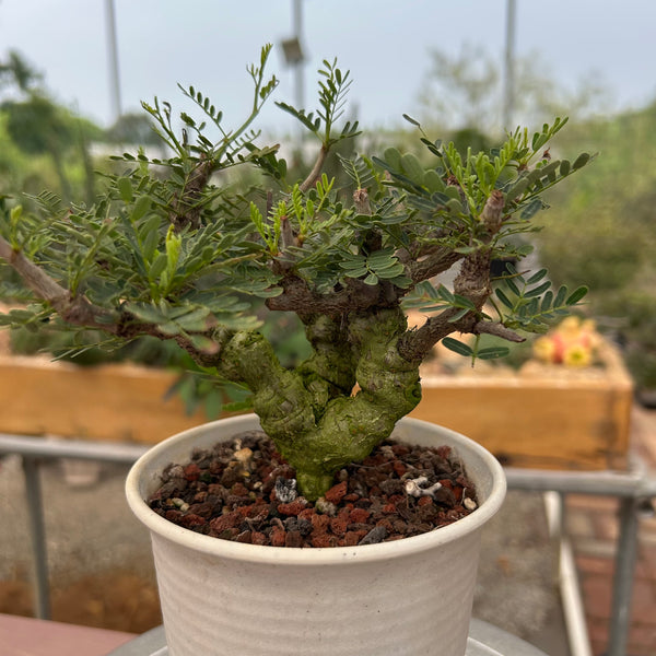 Senna meridionalis-Senna-H4-6cm&W8-10cm-image-12