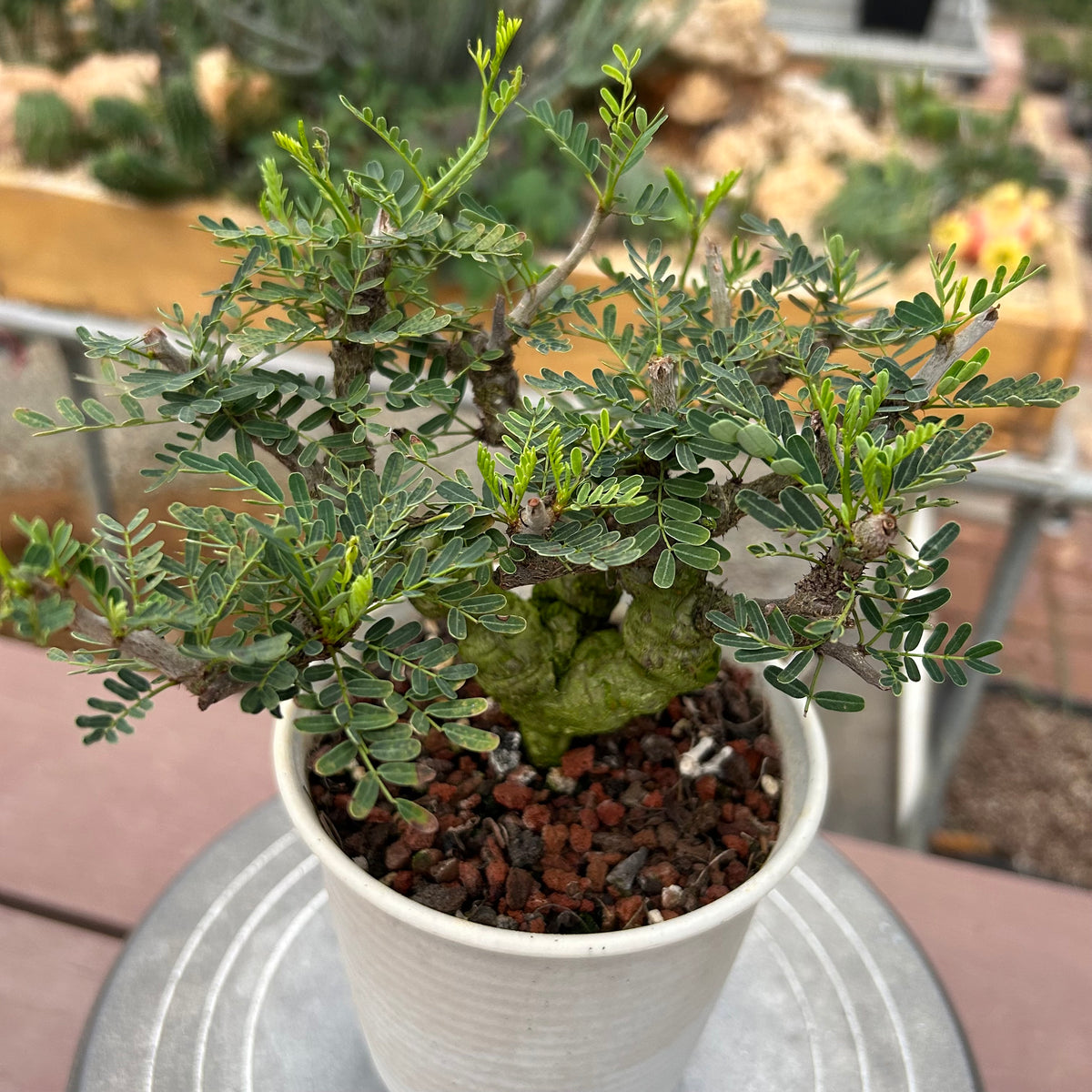 Senna meridionalis-Senna-H4-6cm&W8-10cm-image-14