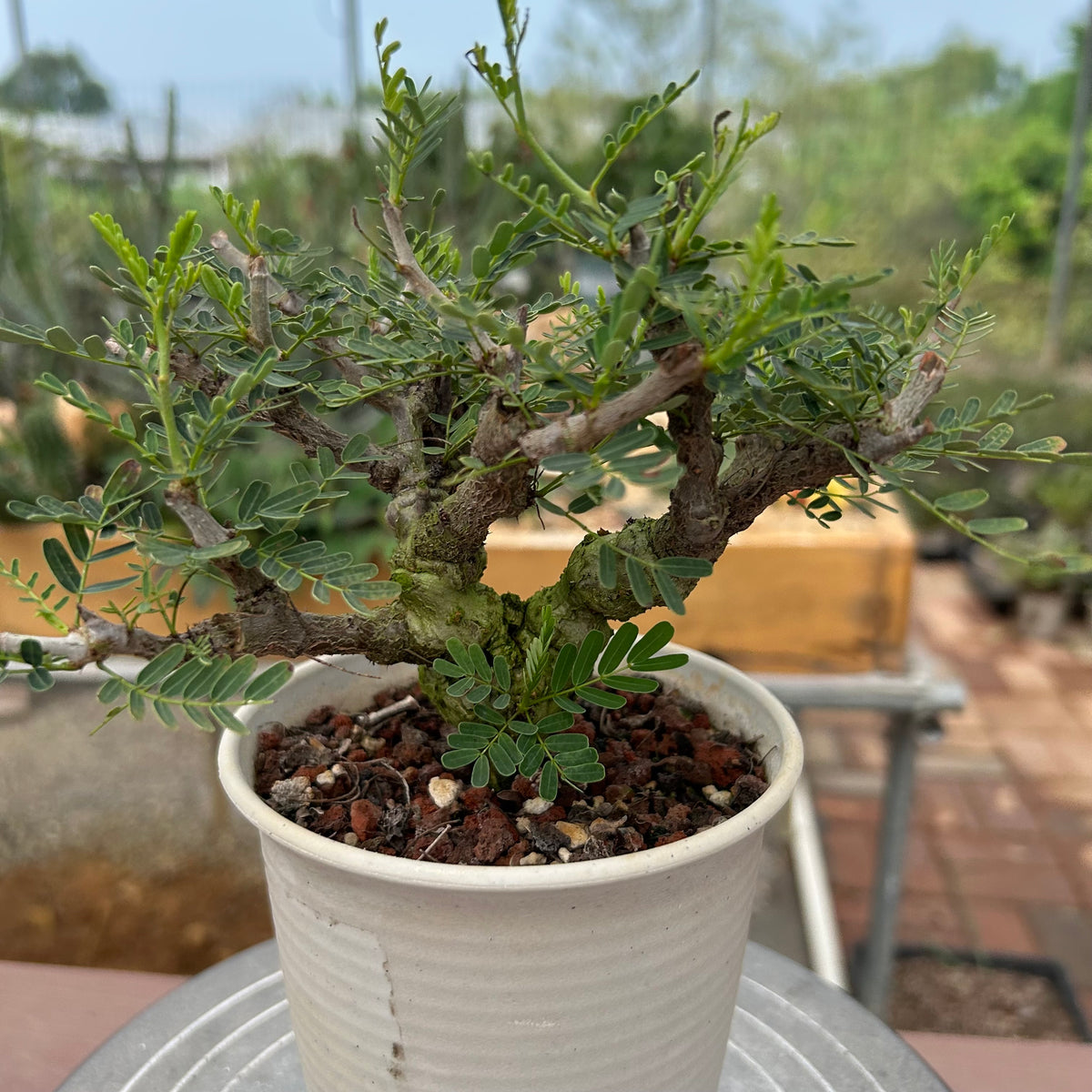 Senna meridionalis-Senna-H4-6cm&W8-10cm-image-13