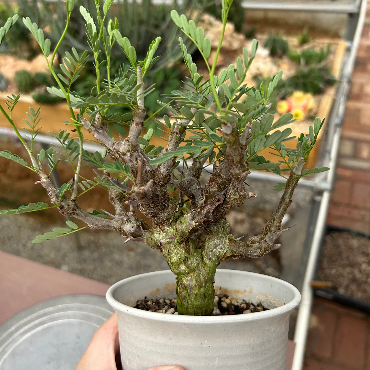 Senna meridionalis-Senna-H4-6cm&W8-10cm-image-20