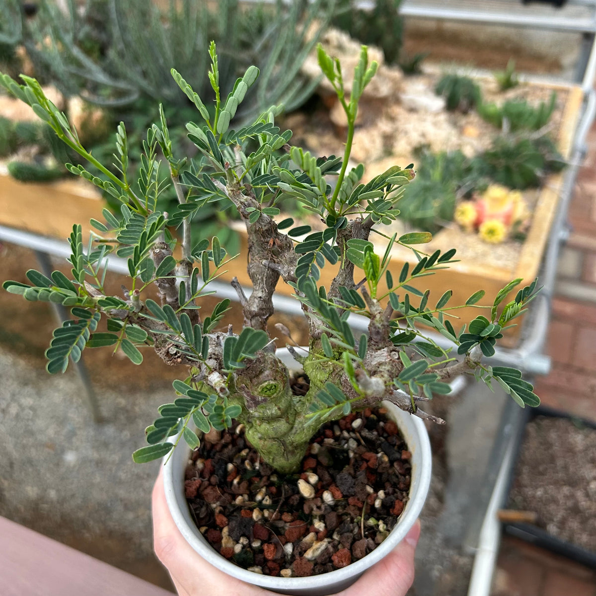 Senna meridionalis-Senna-H4-6cm&W8-10cm-image-25