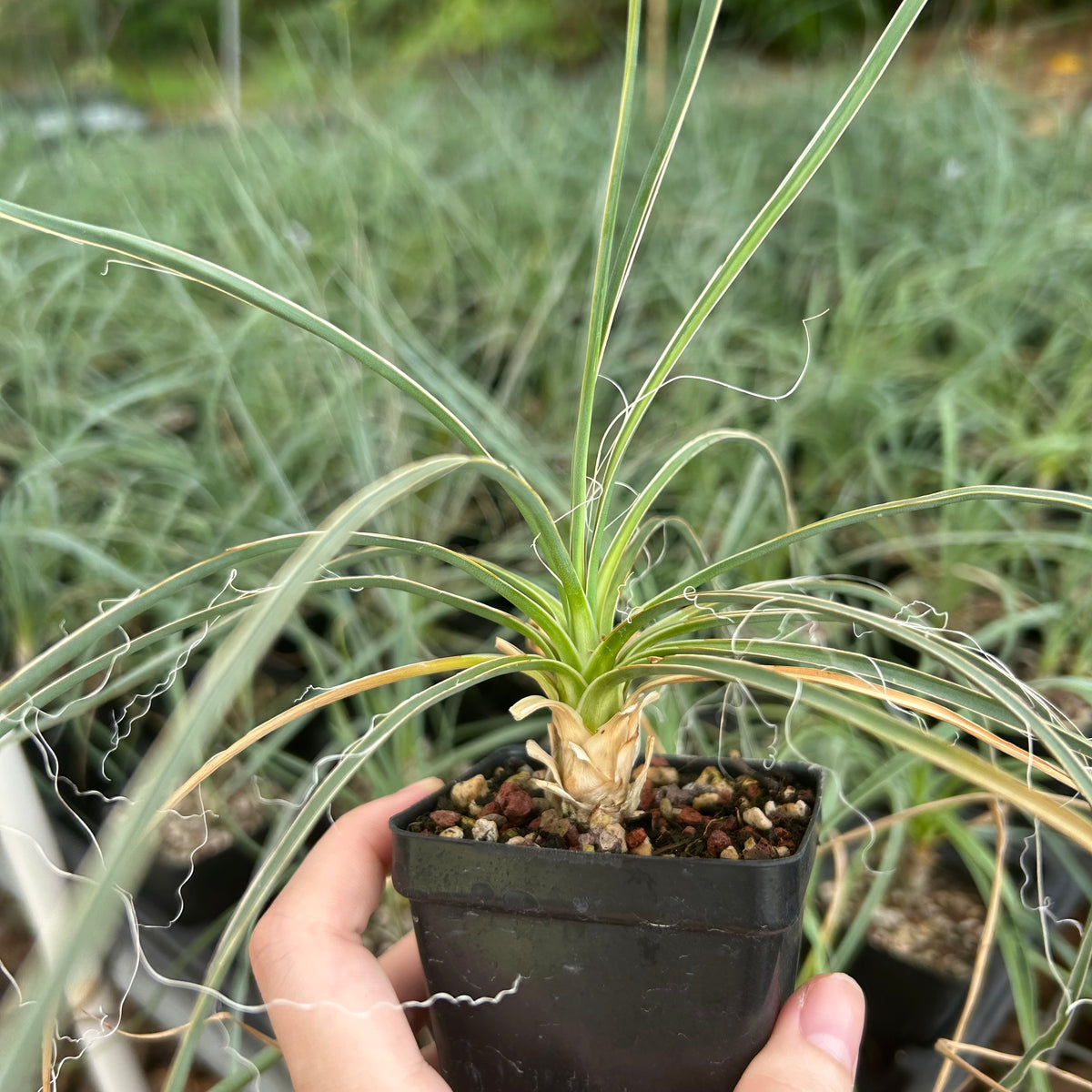Yucca elata-Yucca-W1-1.5cm-image-1