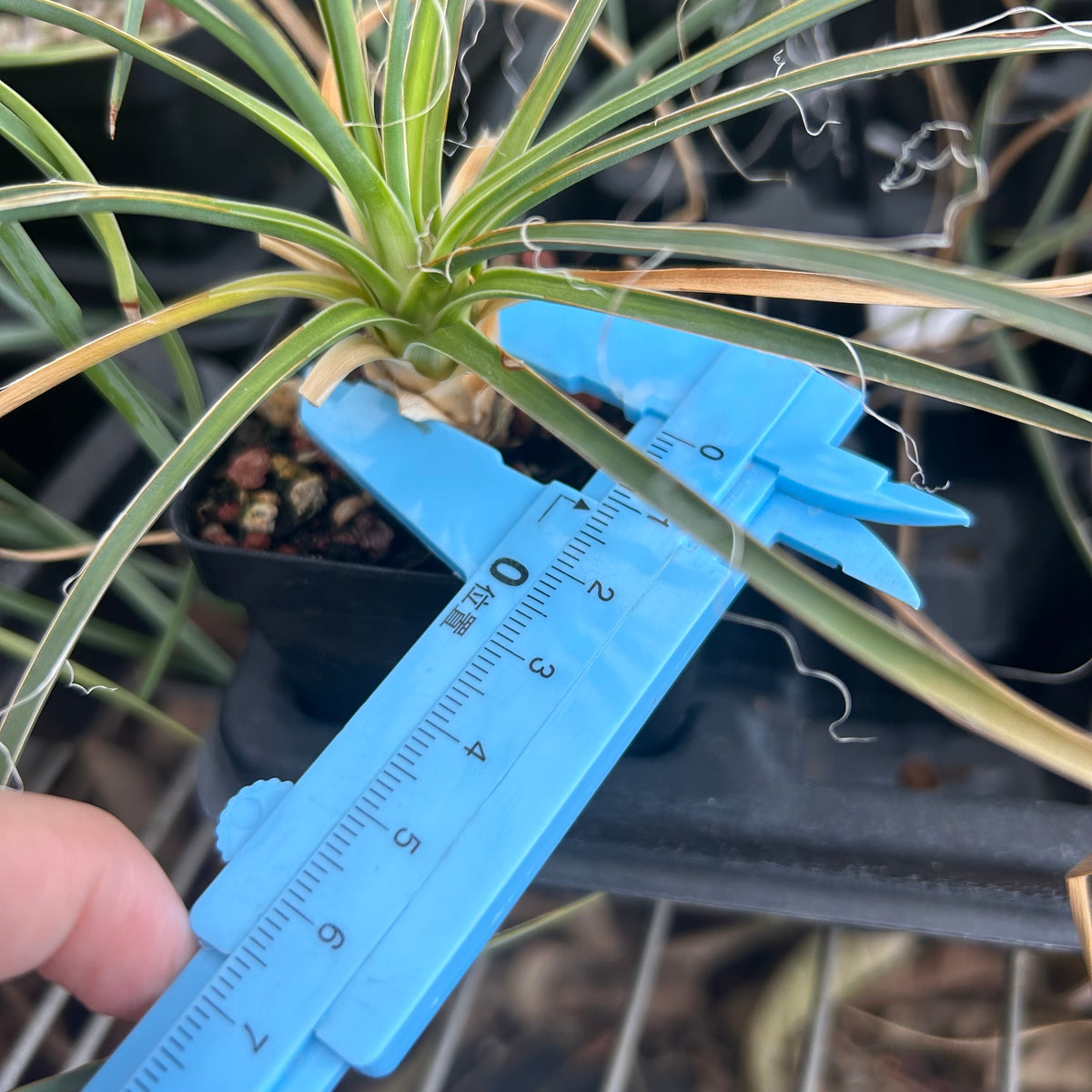 Yucca elata-Yucca-W1-1.5cm-image-7
