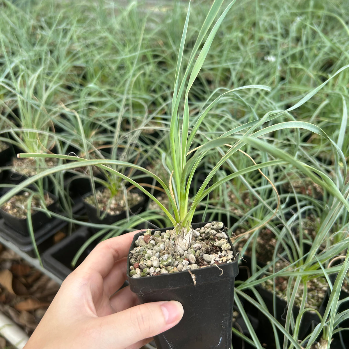 Yucca elata-Yucca-W1-1.5cm-image-3