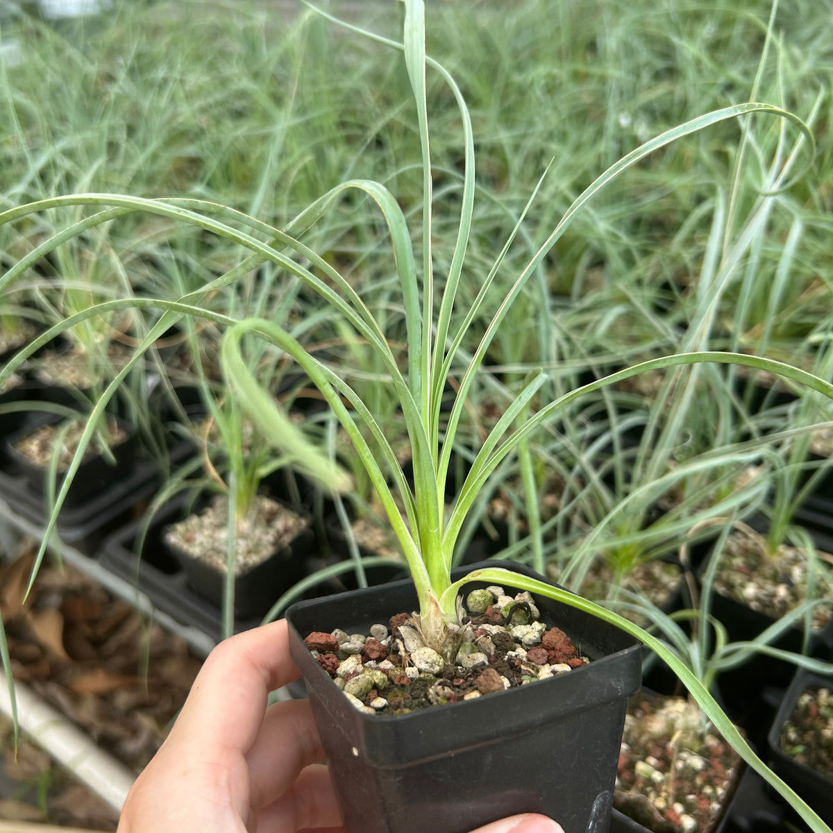 Yucca elata-Yucca-W1-1.5cm-image-4