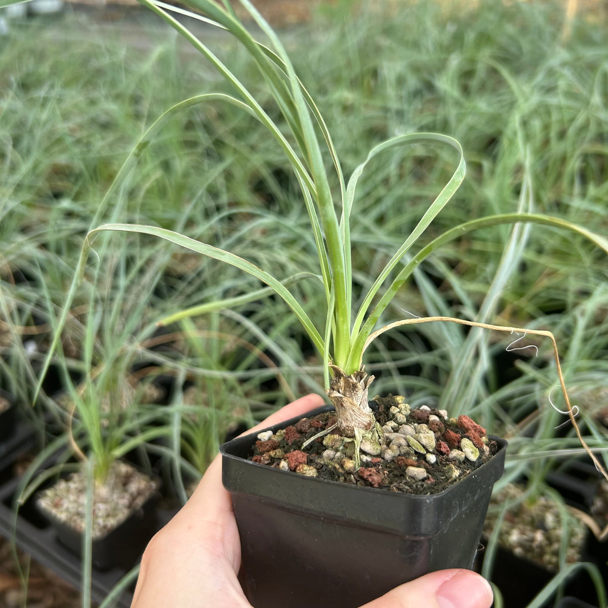 Yucca elata-Yucca-W1-1.5cm-image-5