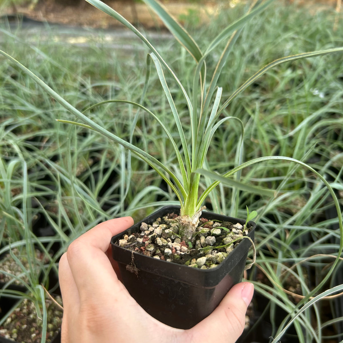 Yucca elata-Yucca-W1-1.5cm-image-6
