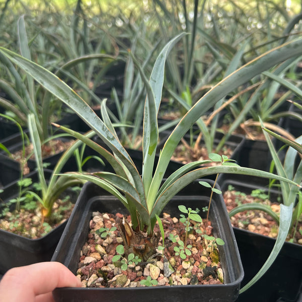 Yucca baccata ssp. baccata-Yucca-W1.5-2cm-image-1