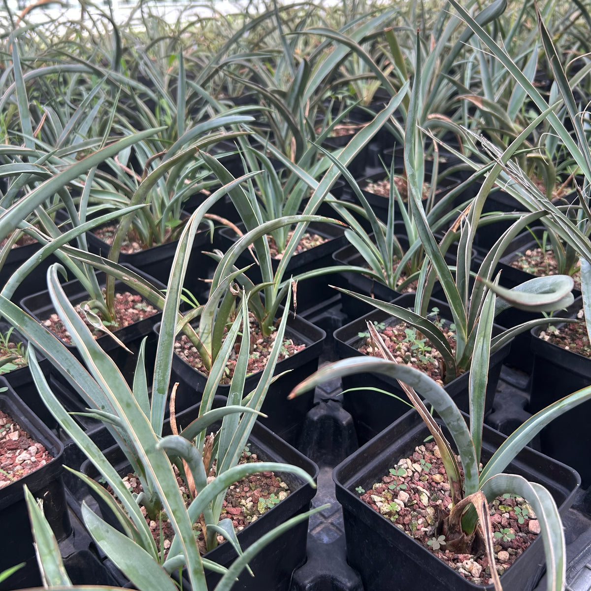 Yucca baccata ssp. baccata-Yucca-W1.5-2cm-image-7