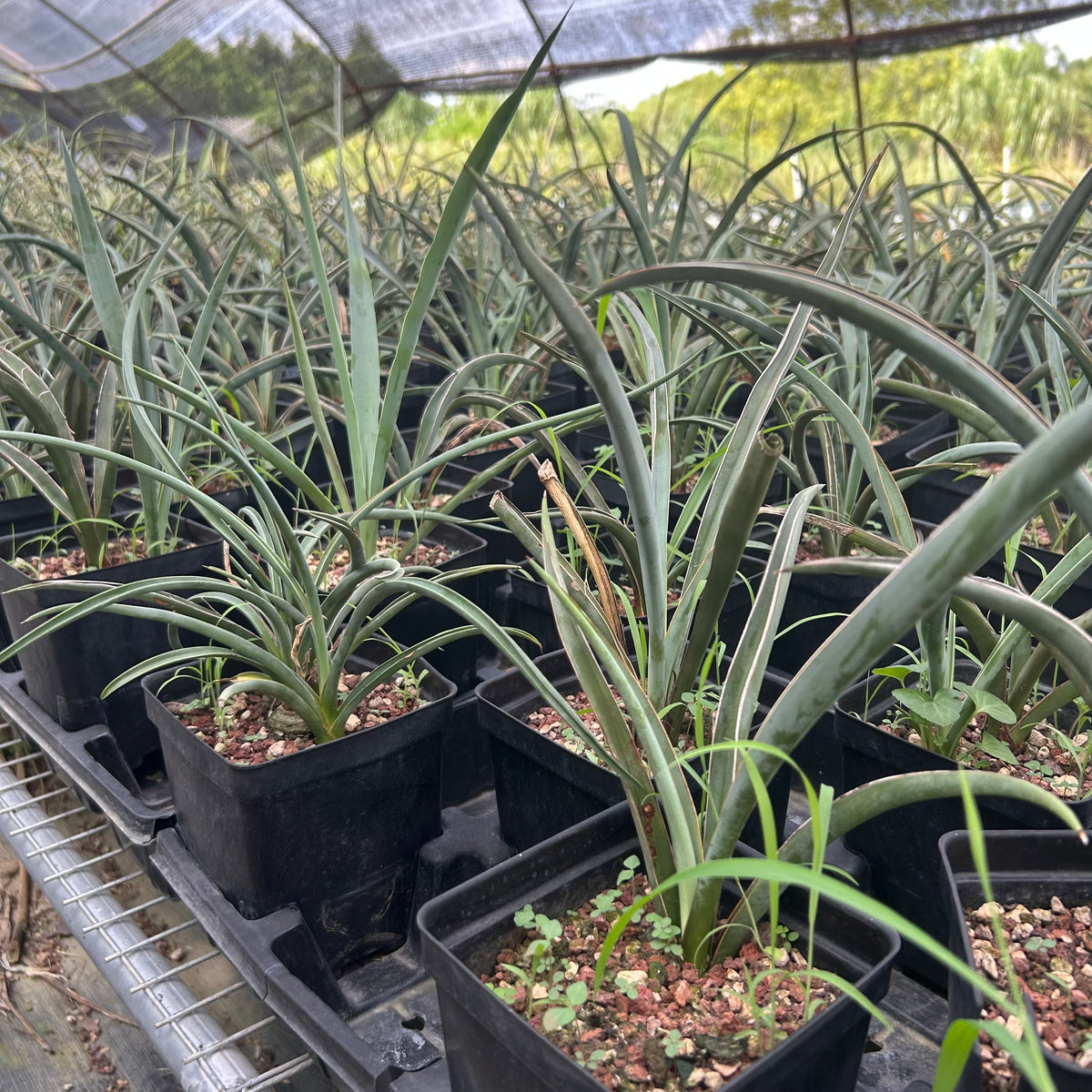 Yucca baccata ssp. baccata-Yucca-W1.5-2cm-image-5