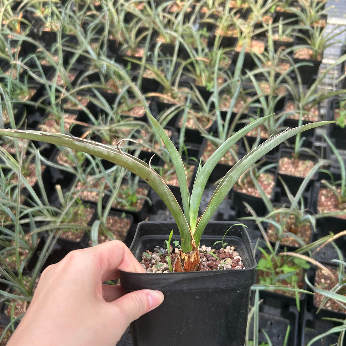 Yucca baccata ssp. baccata-Yucca-W1.5-2cm-image-4